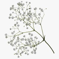 Gypsophila Paniculata