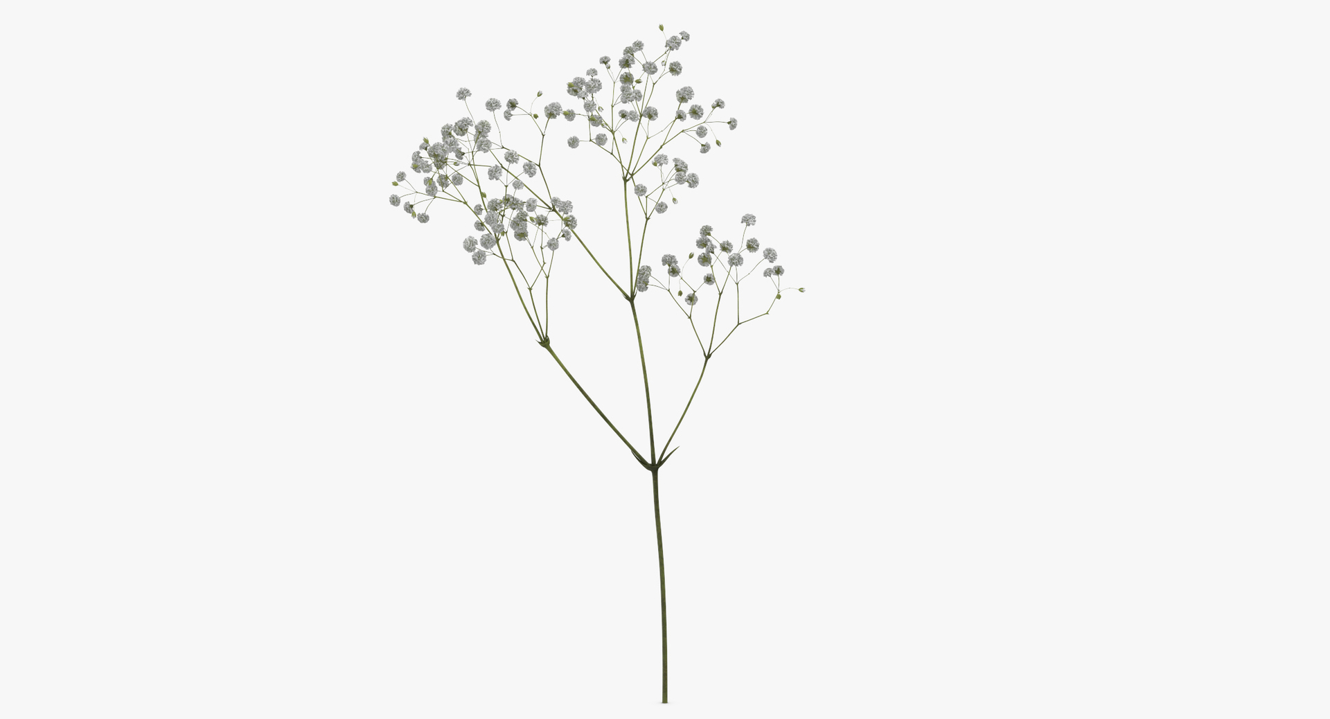 Gypsophila Paniculata 3D Model - TurboSquid 1405661