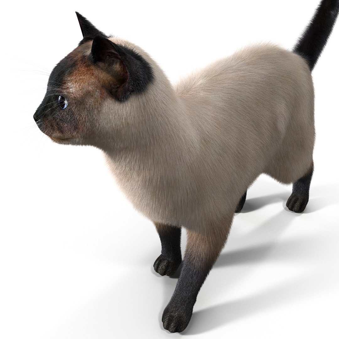 807 Siamese Cat Angry Images, Stock Photos, 3D objects, & Vectors