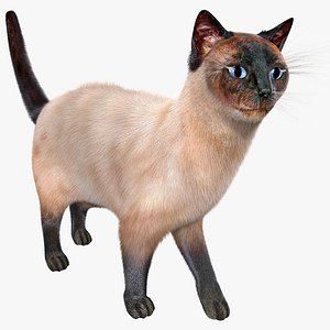 3d siamese cat pose 5