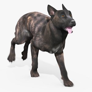 Dutch Shepherd Dog Running Fur Animated Rigged For Maya