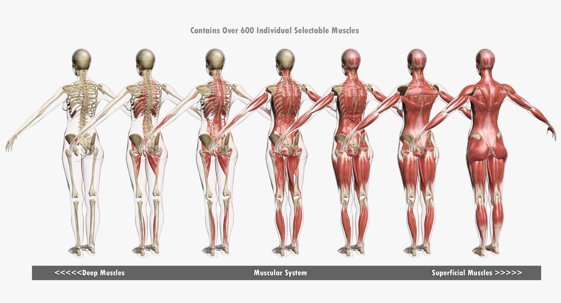 Female Muscle Anatomy Max