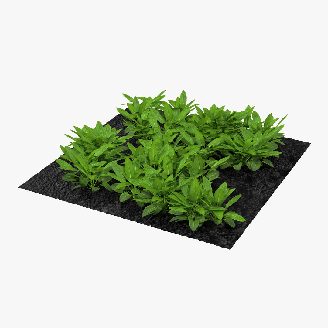 Sorrel Plants in the Garden 3D model preview