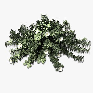 Plant Morning Glory Bush