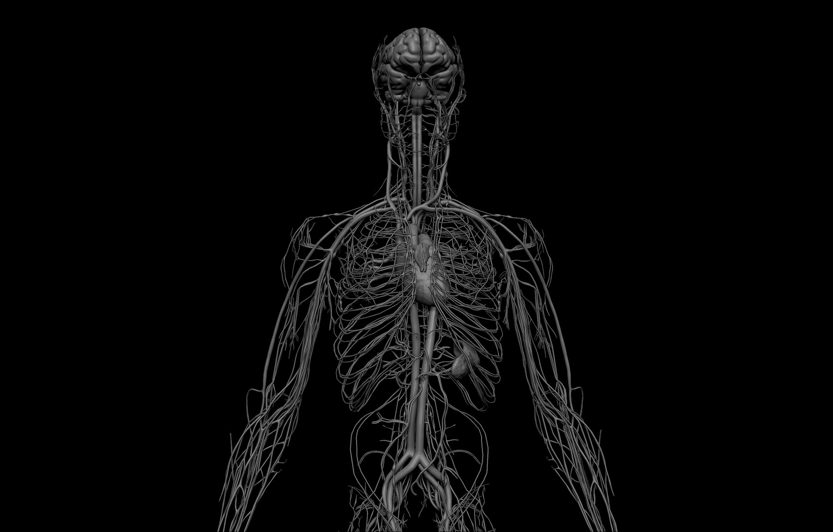 HD Male Complete Human Anatomy 3D model - TurboSquid 1728969