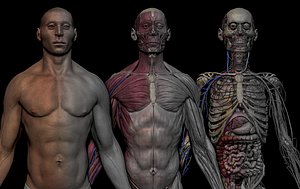 3D HD Male Complete Human Anatomy model