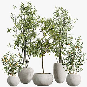 AV Indoor Plants Set 261 Olive Eucalyptus and Ficus Dracaena Marginata and Orange Tree 3D
