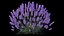 3D Lavender model