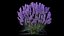 3D Lavender model