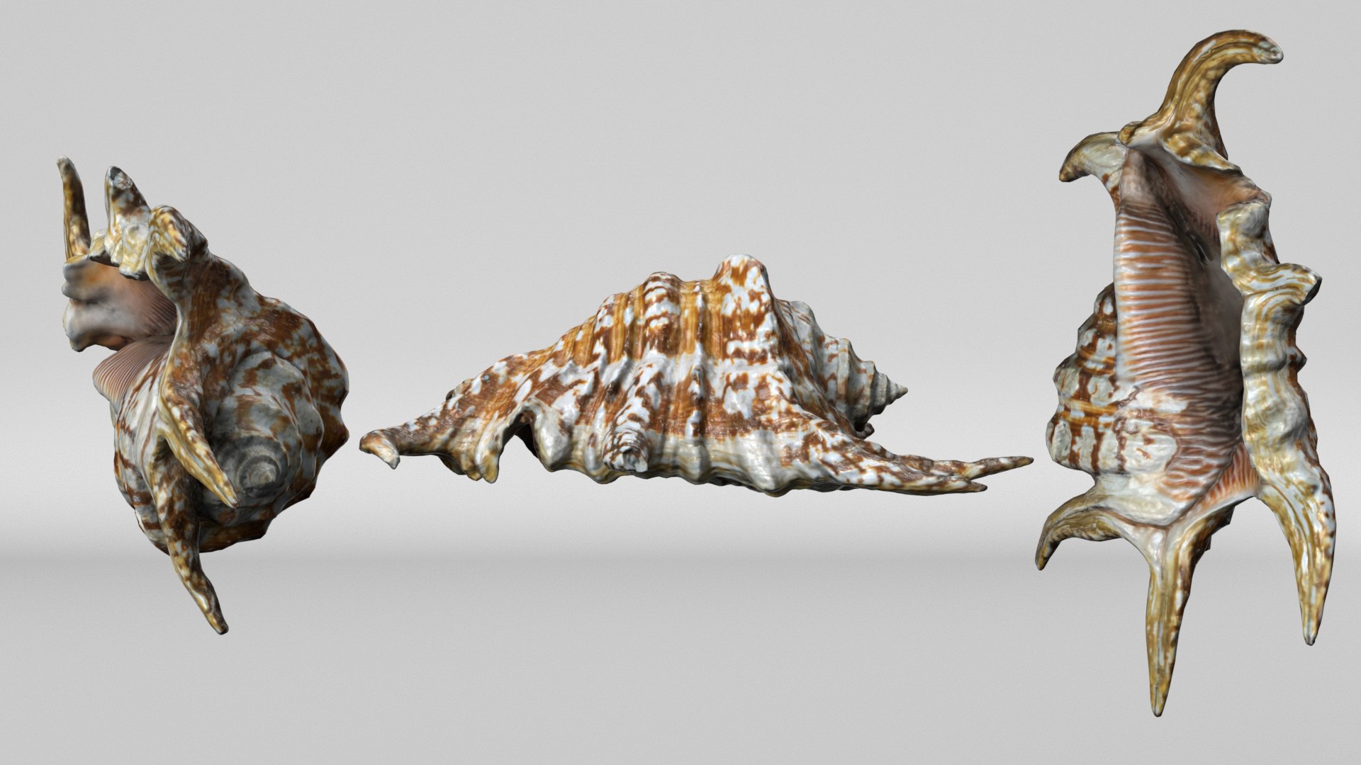 8K Spider Conch Shell 3D model https://p.turbosquid.com/ts-thumb/UW/YgZGLQ/4z/render2/jpg/1766517583/1920x1080/fit_q87/39061b7d93e3a50c4f33852c77f89de9a407e668/render2.jpg