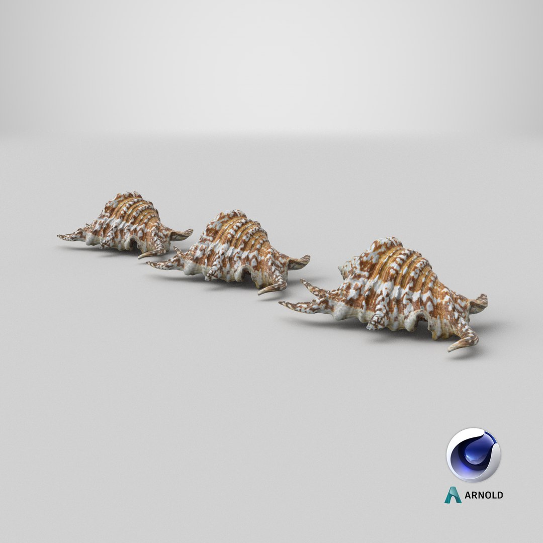 8K Spider Conch Shell 3D model https://p.turbosquid.com/ts-thumb/UW/YgZGLQ/8D/stemcell_cinema_4d_arnold_render/png/1766593527/1920x1080/fit_q87/ad5ed7acd282bba743e7d7385d7906513b9e7064/stemcell_cinema_4d_arnold_render.jpg