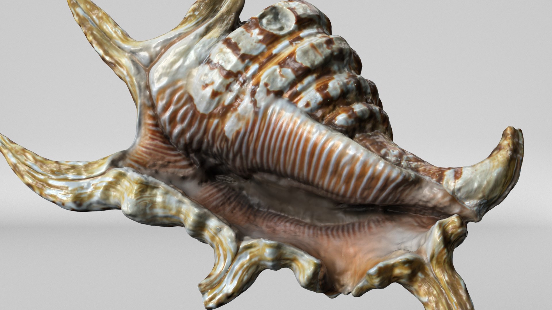 8K Spider Conch Shell 3D model https://p.turbosquid.com/ts-thumb/UW/YgZGLQ/LR/render4/jpg/1766517587/1920x1080/fit_q87/90a1bb9e2598f44afe7d18b28e187f043ec0f0fd/render4.jpg