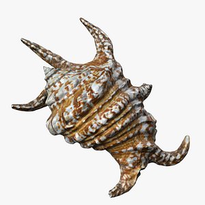 8K Spider Conch Shell