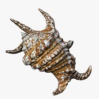 8K Spider Conch Shell