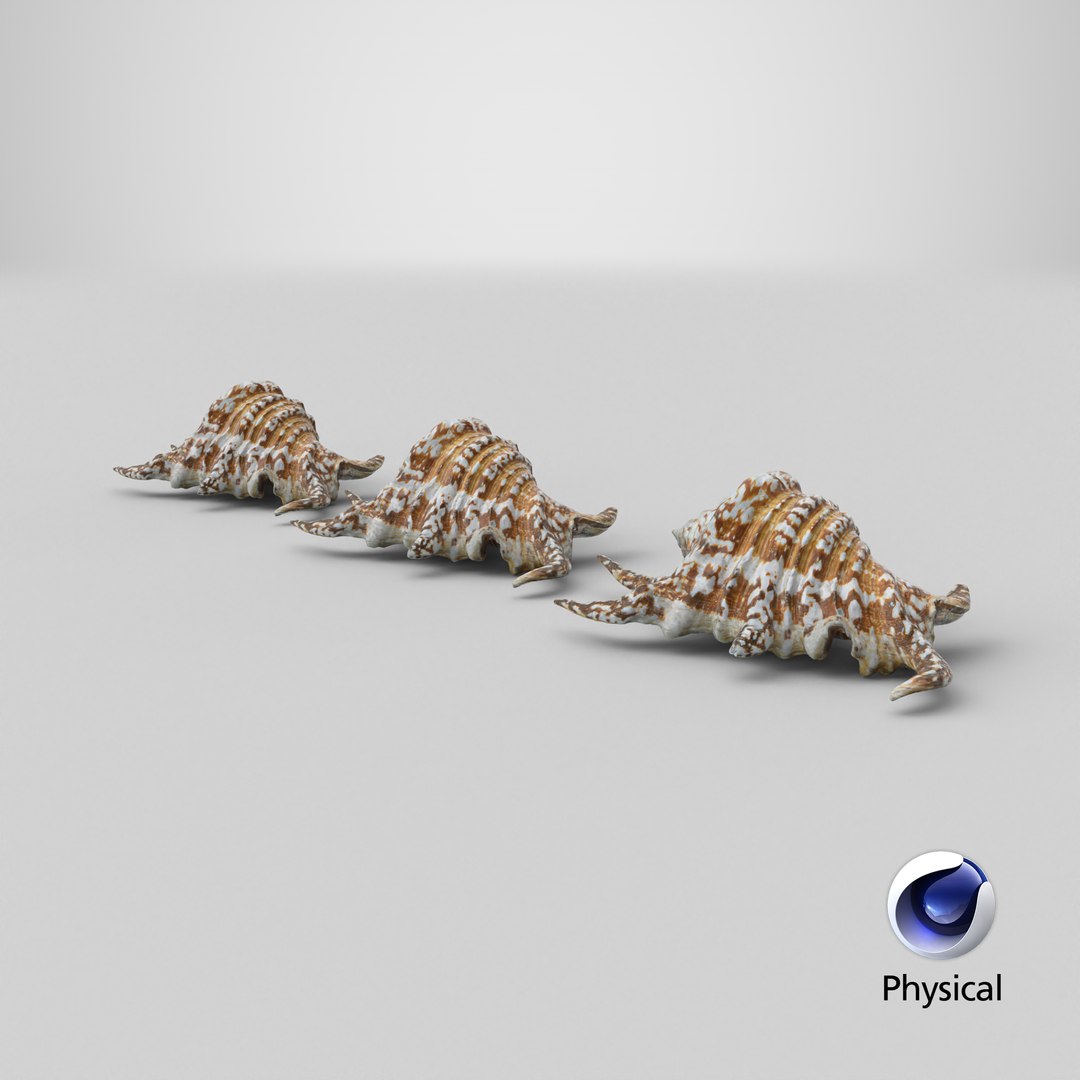 8K Spider Conch Shell 3D model https://p.turbosquid.com/ts-thumb/UW/YgZGLQ/kd/stemcell_cinema_4d_physical_render/png/1766593530/1920x1080/fit_q87/6bd7db301024648bfc274fb0f6e7abd307883479/stemcell_cinema_4d_physical_render.jpg