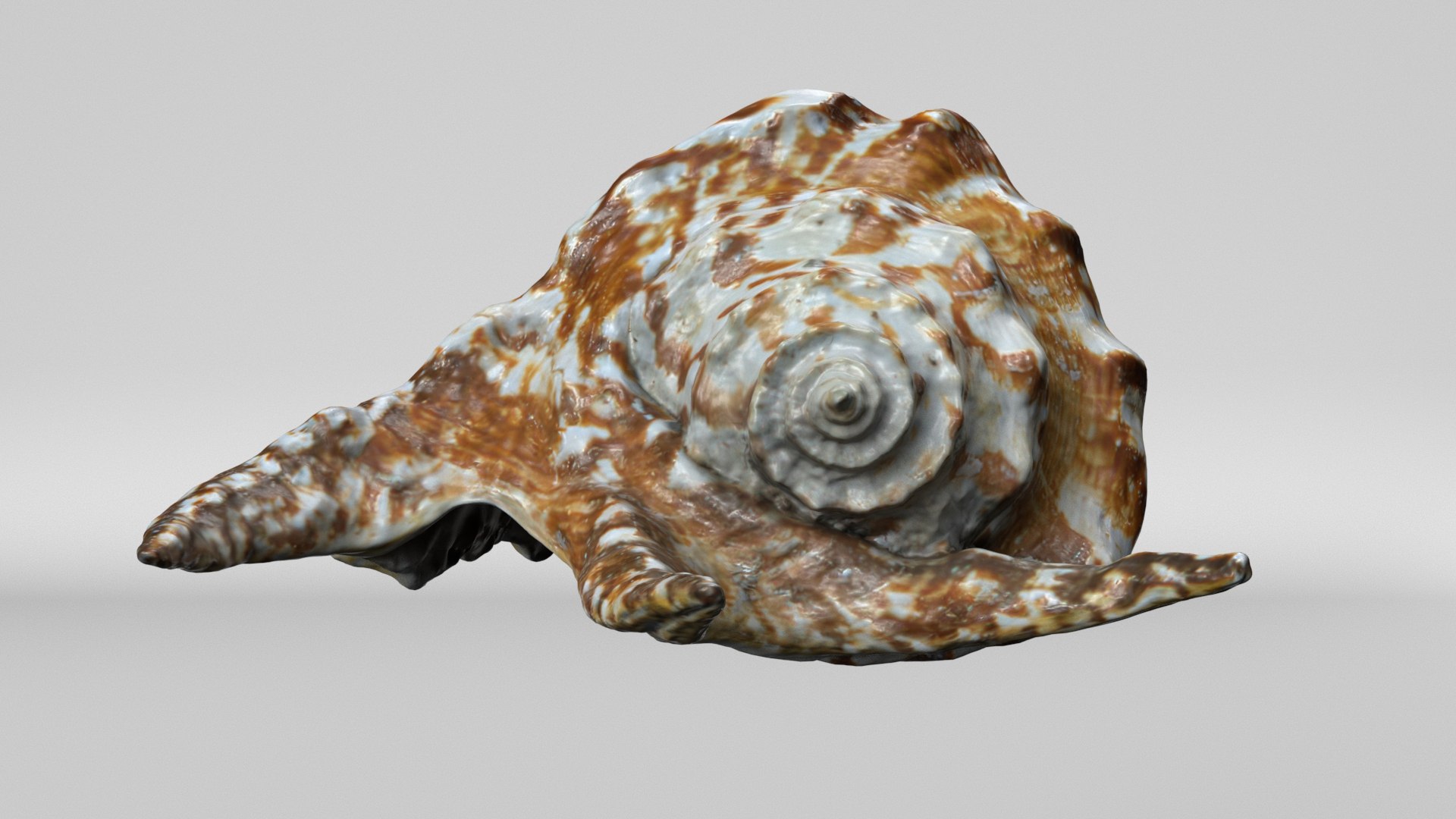 8K Spider Conch Shell 3D model https://p.turbosquid.com/ts-thumb/UW/YgZGLQ/uV/render5/jpg/1766517588/1920x1080/fit_q87/0149ff3c843755cdf6605c9d368a5af5cdf0de68/render5.jpg