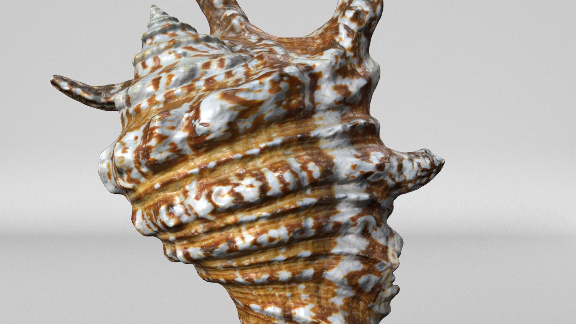 8K Spider Conch Shell 3D model https://p.turbosquid.com/ts-thumb/UW/YgZGLQ/vw/render3/jpg/1766517585/1920x1080/fit_q87/b6161df8be1759c5f90540e041b382739c0f7449/render3.jpg