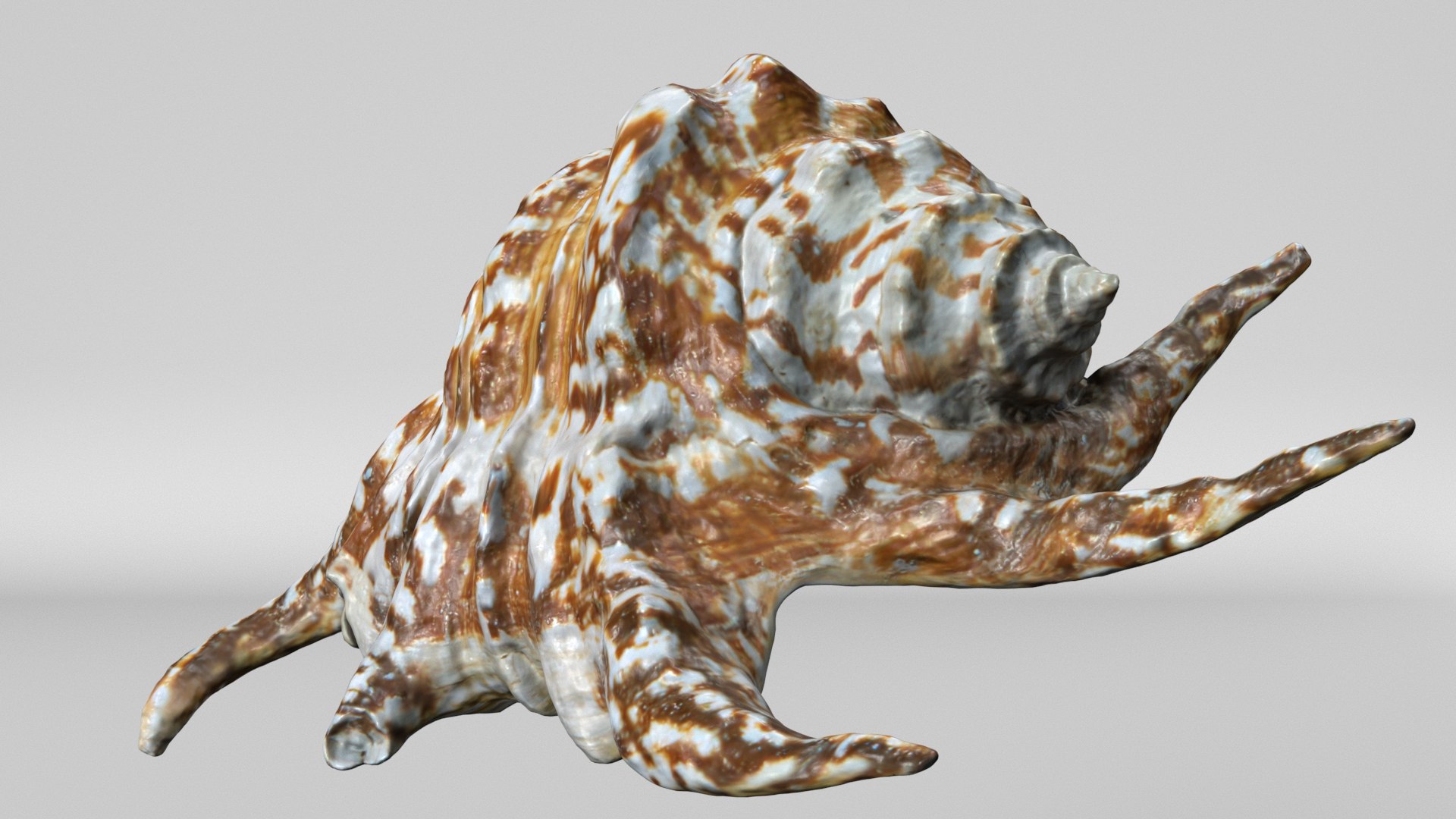 8K Spider Conch Shell 3D model https://p.turbosquid.com/ts-thumb/UW/YgZGLQ/ym/render6/jpg/1766517589/1920x1080/fit_q87/fc2de32fbeec572b55ed1028e41edd53c8c5ecfc/render6.jpg