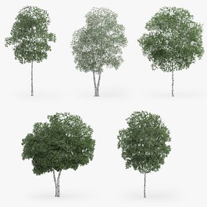 3d silver birch trees