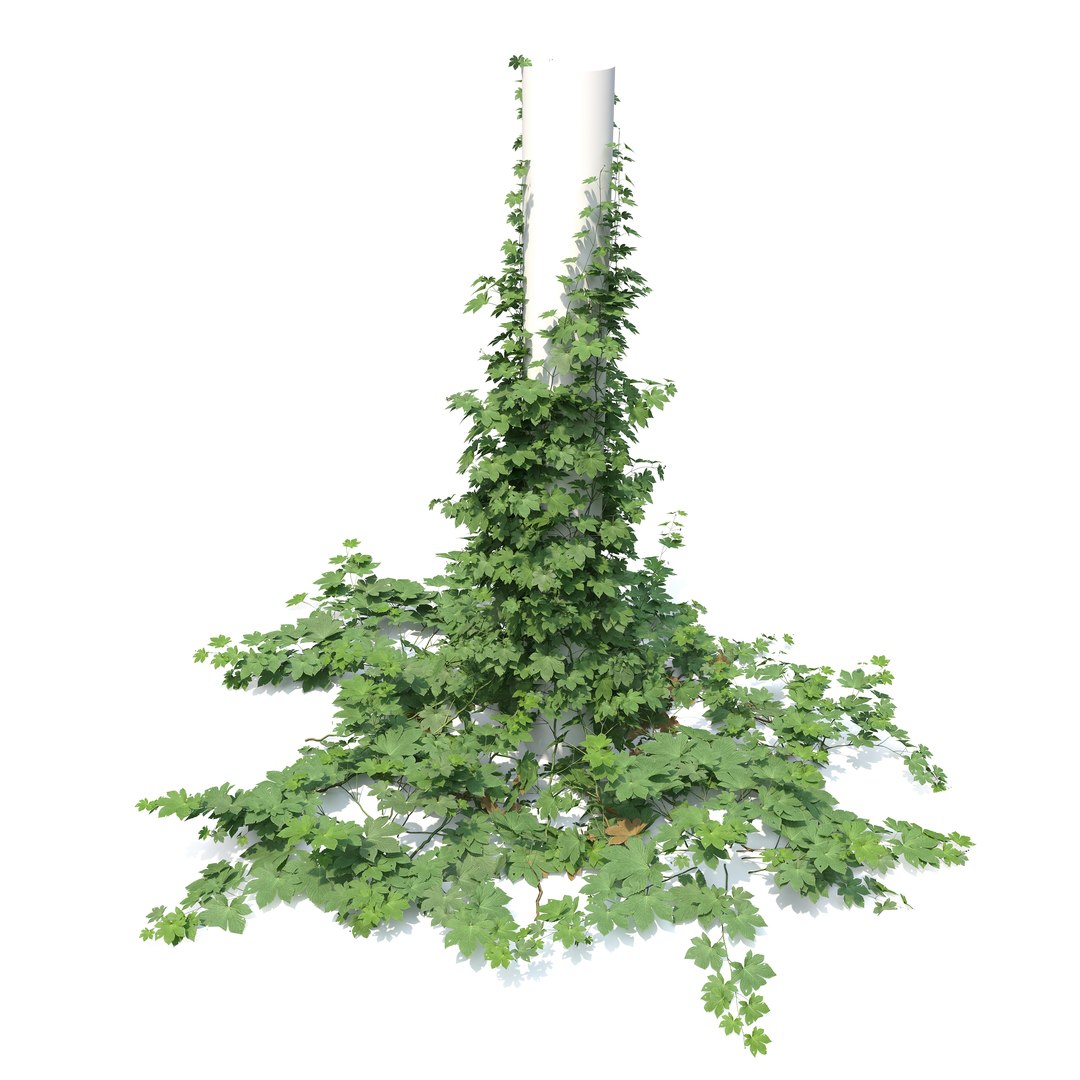 3D model Humulus japonicus https://p.turbosquid.com/ts-thumb/UW/d8jq1D/2Q/preview2/jpg/1788926385/1920x1080/fit_q87/a2a7d3b29b162e9285c58b1e66fe64f70c97f89f/preview2.jpg