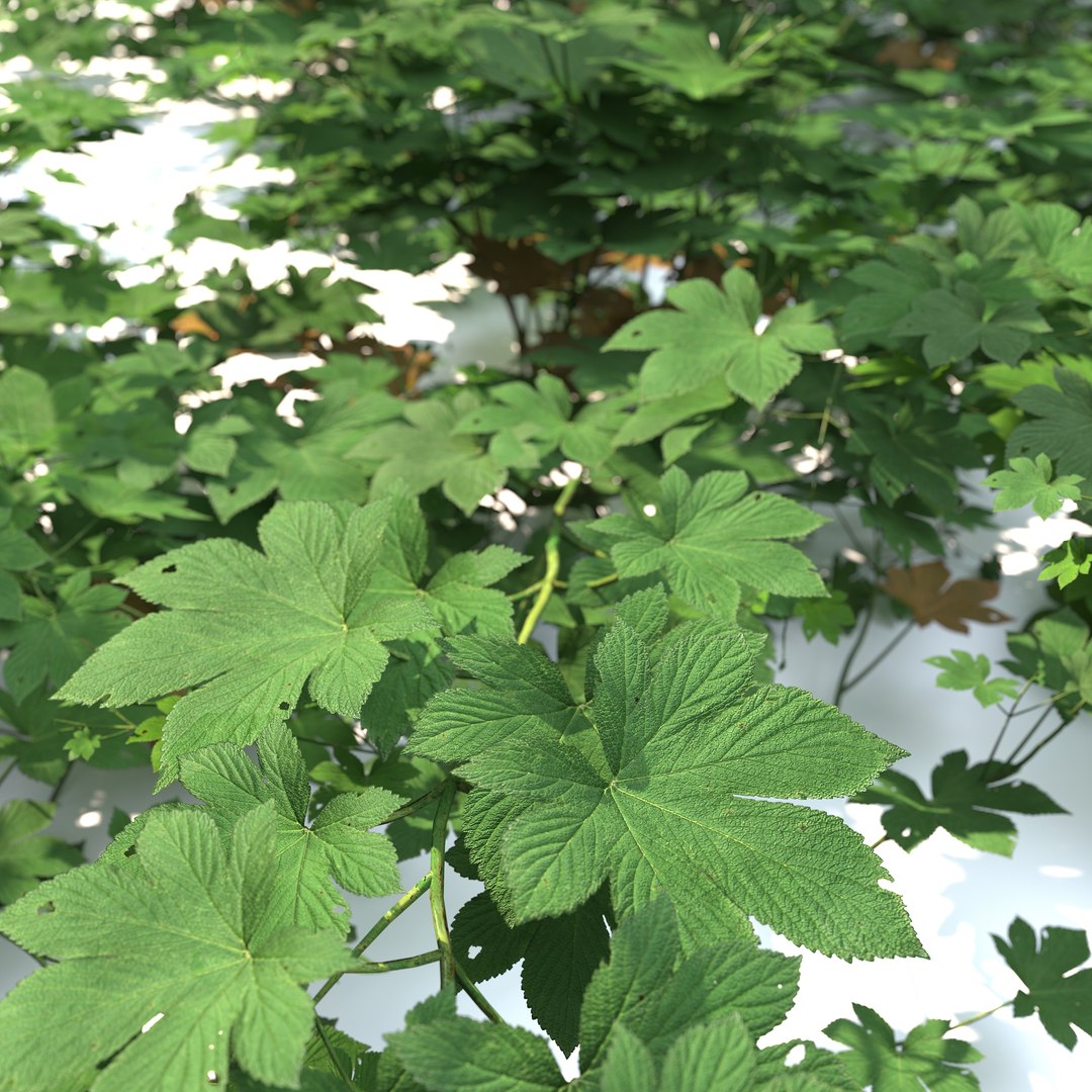 3D model Humulus japonicus https://p.turbosquid.com/ts-thumb/UW/d8jq1D/6J/preview5/jpg/1788926390/1920x1080/fit_q87/356ae5606119c43c67543640ece78268332d1cd2/preview5.jpg