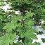 Humulus japonicus