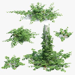 3D model Humulus japonicus