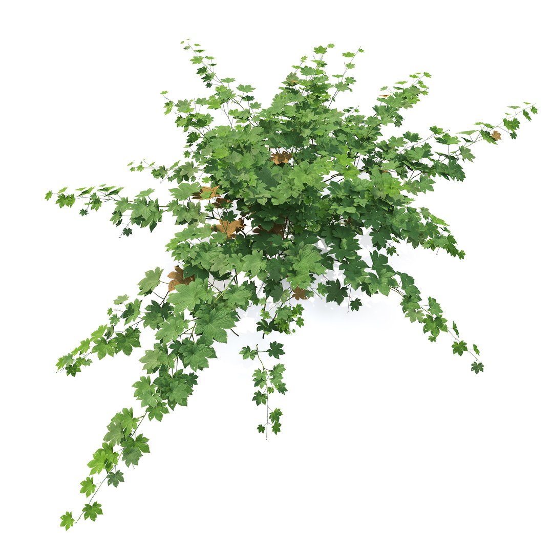 3D model Humulus japonicus https://p.turbosquid.com/ts-thumb/UW/d8jq1D/YY/preview3/jpg/1788926385/1920x1080/fit_q87/40cc7c20b3341a72c56a1e93a2ca00a68fd03315/preview3.jpg