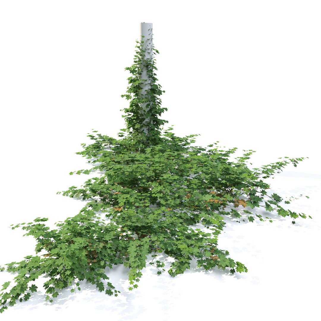 3D model Humulus japonicus https://p.turbosquid.com/ts-thumb/UW/d8jq1D/lI/preview4/jpg/1788926388/1920x1080/fit_q87/f8bd404e1adf05660fab4a9bcf4f117518e59902/preview4.jpg