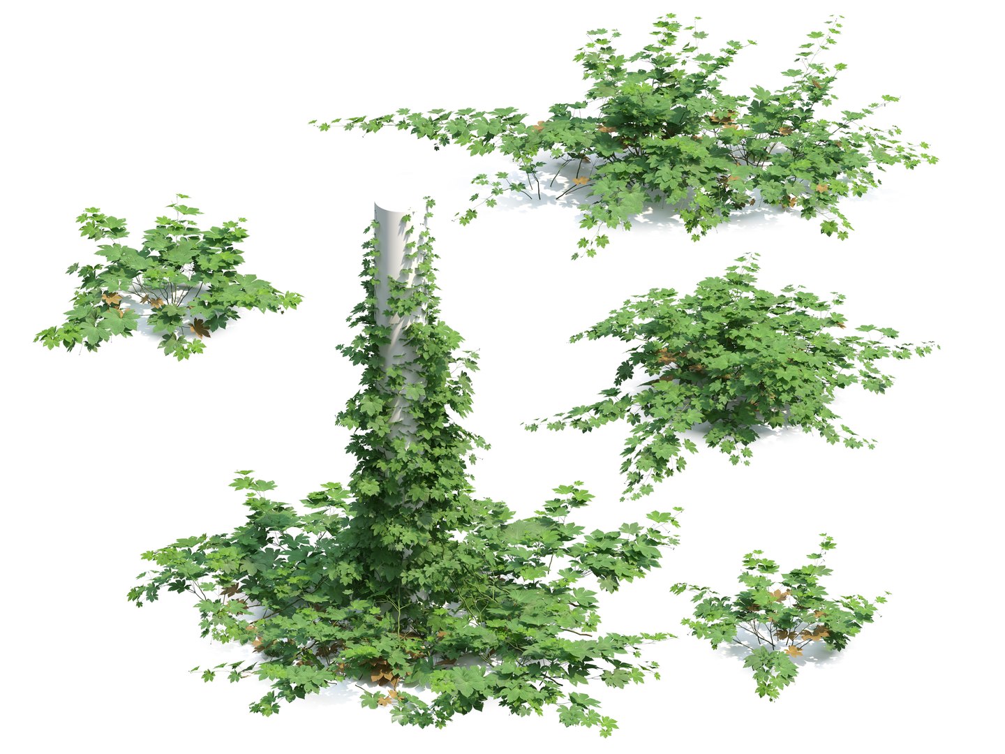 3D model Humulus japonicus https://p.turbosquid.com/ts-thumb/UW/d8jq1D/oQ/preview1cgt/jpg/1788926385/1920x1080/fit_q87/97fad808f1808779e03919db32aa0657de192b26/preview1cgt.jpg