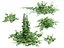 Humulus japonicus