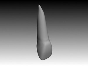 central incisiv maxilar 3d 3ds