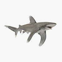 Realistic Oceanic Whitetip Shark Rigged for Cinema 4D