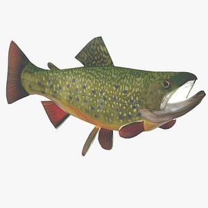 Male Brook Trout