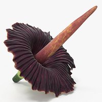 Titan Arum Inflorescence