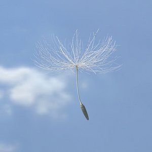 3D dandelion seed animation model