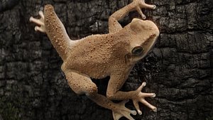 3D Cuban tree frog 3D model