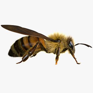 BeeRiggedAnimated 3D