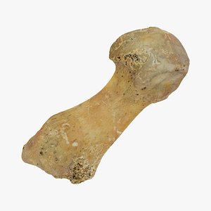 metatarsal bone 01 raw 3D model