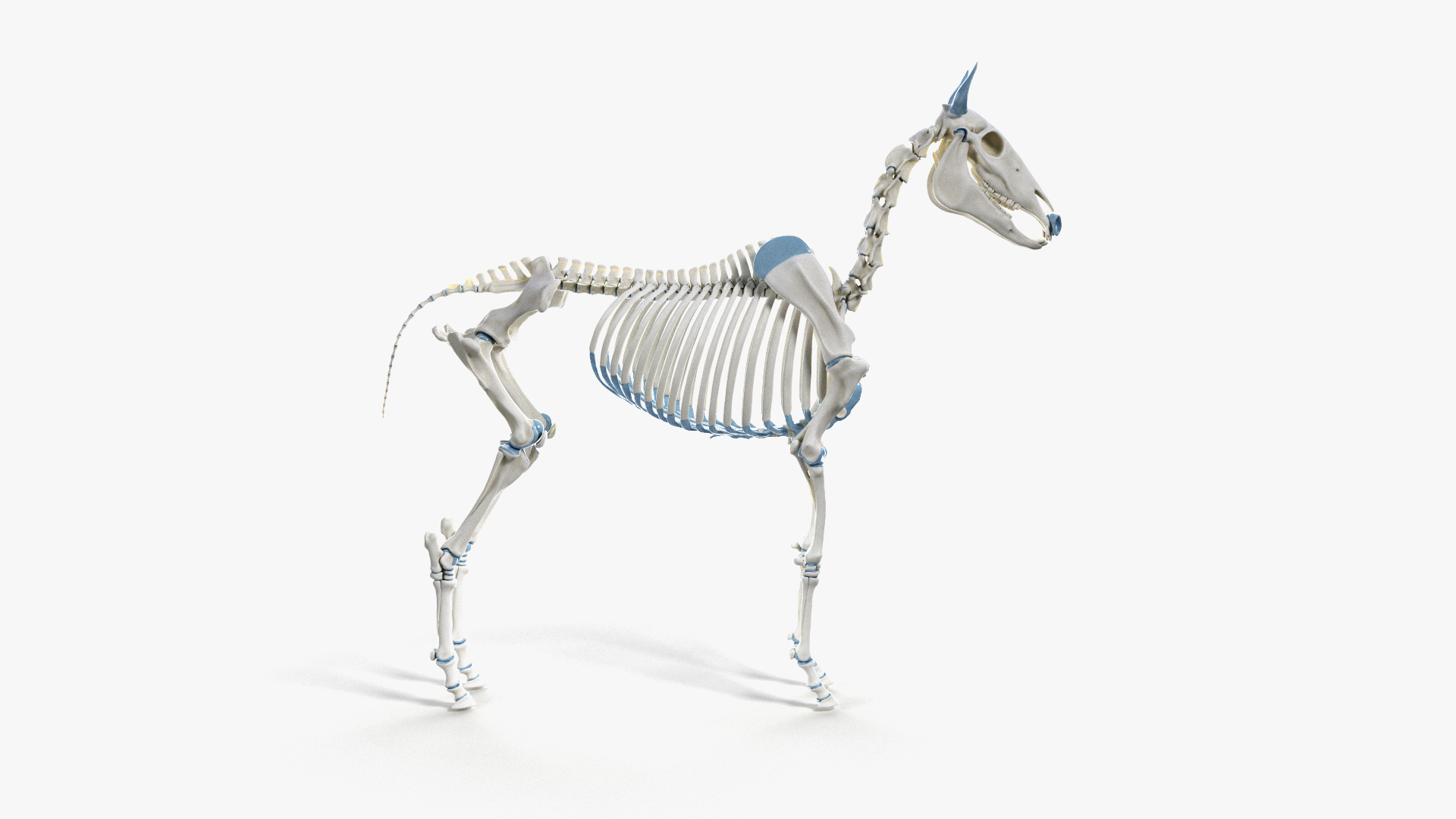 skin horse skeleton 3D model https://p.turbosquid.com/ts-thumb/UX/INgX9a/19UyfvKd/ts_horseanatomy_skeleton_turntable/jpg/1569487194/1920x1080/turn_fit_q99/c93f178c8333a9bea3a2c49f838fc9b7e3a9f2c2/ts_horseanatomy_skeleton_turntable-1.jpg