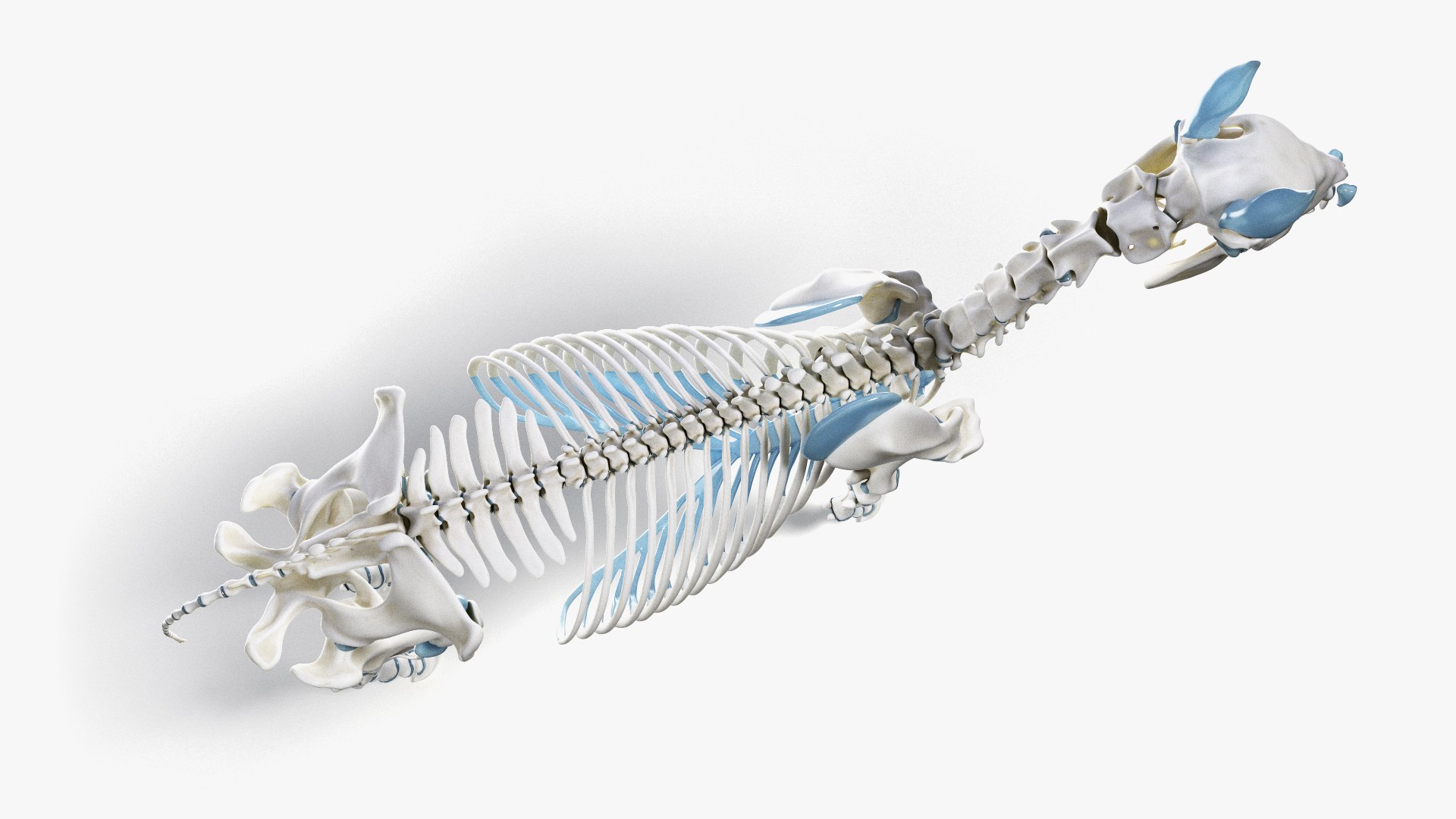skin horse skeleton 3D model https://p.turbosquid.com/ts-thumb/UX/INgX9a/5s08D3dW/ts_horseanatomy_anatomy_skeleton0005/jpg/1569487501/1920x1080/fit_q87/c84da6c3a5d7e2adc3e4332850947f82c4243519/ts_horseanatomy_anatomy_skeleton0005.jpg