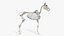 Horse Skin, Skeleton And Vascular System