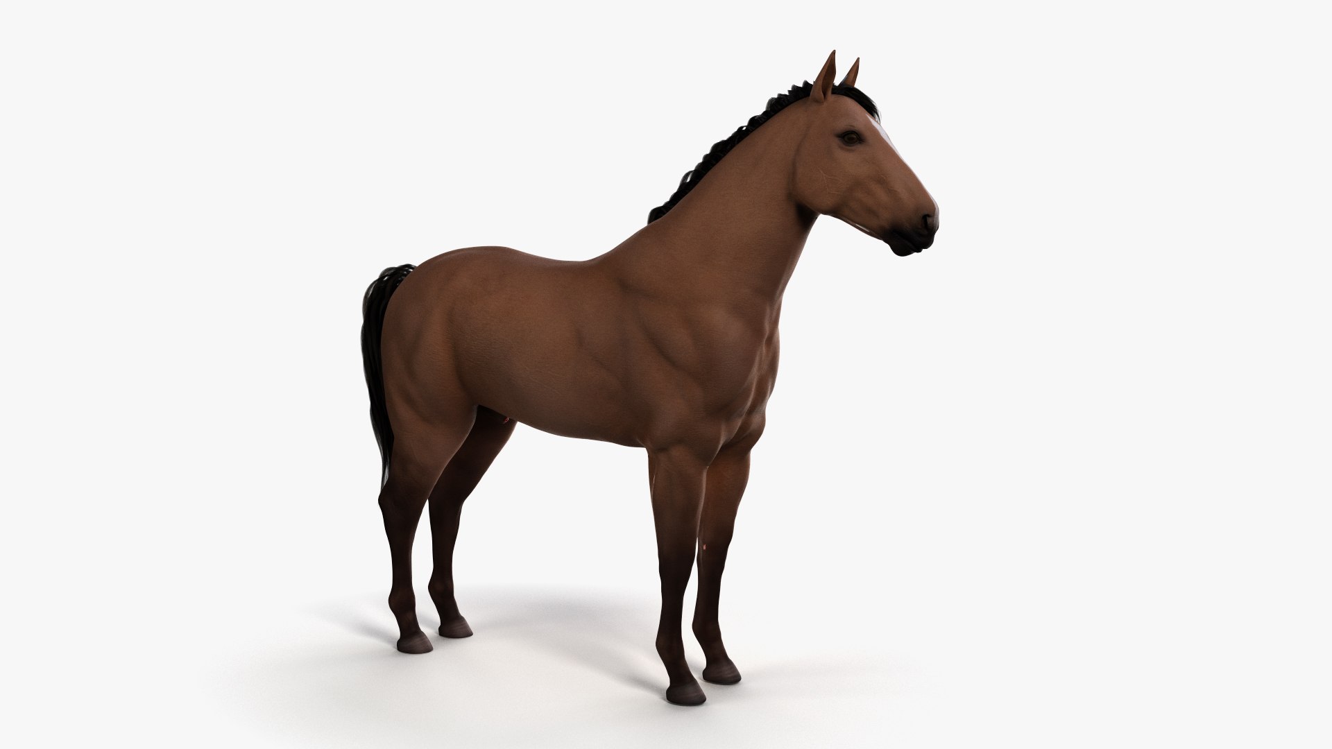 skin horse skeleton 3D model https://p.turbosquid.com/ts-thumb/UX/INgX9a/ItLBAAn6/ts_horseanatomy_body0001/jpg/1569487466/1920x1080/fit_q87/5034ea45357f5cb3fbf917de39c0517671538262/ts_horseanatomy_body0001.jpg