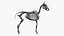 Horse Skin, Skeleton And Vascular System