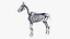 Horse Skin, Skeleton And Vascular System