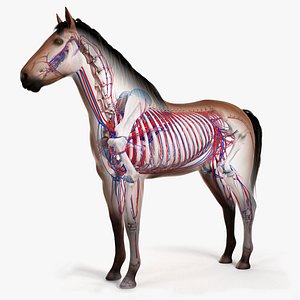 Horse Skin, Skeleton And Vascular System