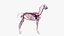 Horse Skin, Skeleton And Vascular System