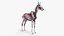 Horse Skin, Skeleton And Vascular System