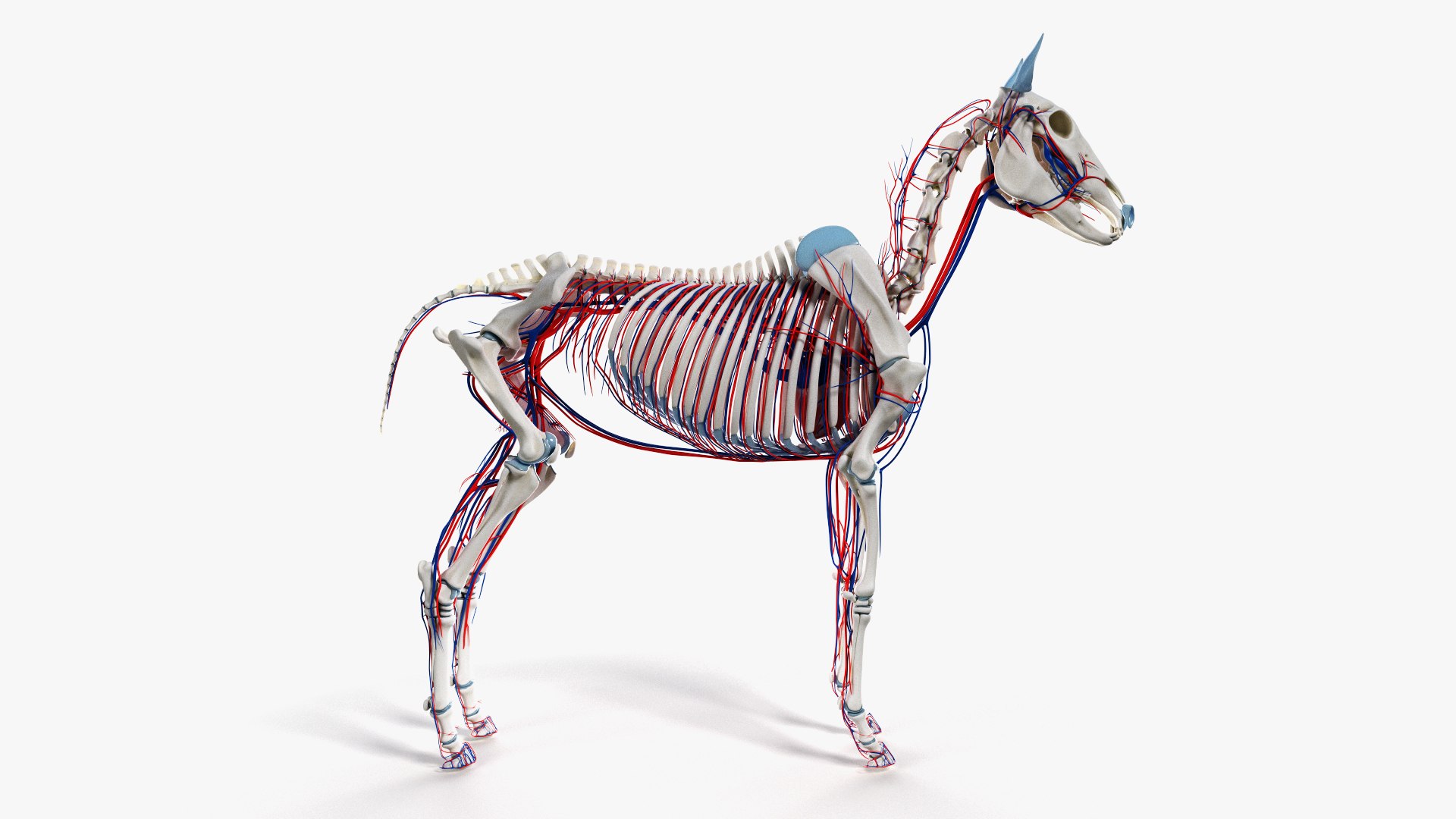 skin horse skeleton 3D model https://p.turbosquid.com/ts-thumb/UX/INgX9a/xi8hevrZ/ts_horseanatomy_anatomy_skeleton_vasc0000/jpg/1569487750/1920x1080/fit_q87/d5fb61b9da8e2dde8b6fd1879411a97978945dd9/ts_horseanatomy_anatomy_skeleton_vasc0000.jpg