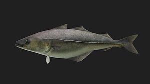 Cod
